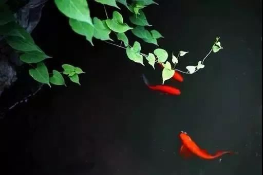 千手千眼观世音菩萨大身咒本