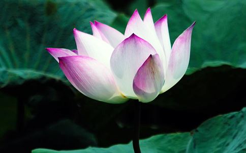 般若波罗蜜多心经还源述