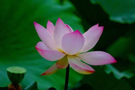 观自在菩萨阿么