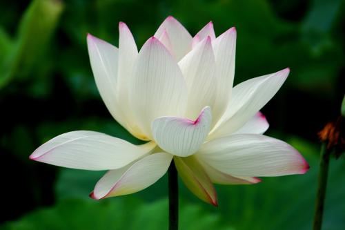 佛说弥勒下生经