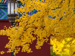慈氏菩萨所说大乘缘生稻芉喻经