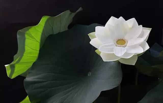 仁王护国般若波罗蜜多经