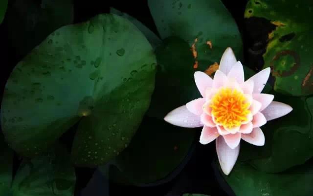 发菩提心经论