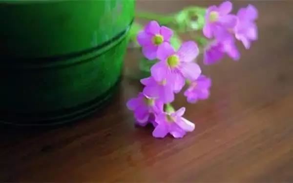 七处三观经