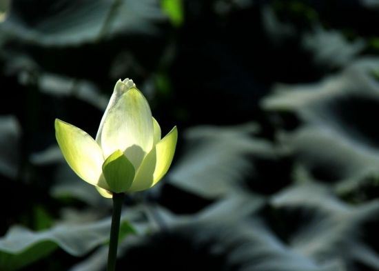 大圣文殊师利菩萨佛刹功德庄严经