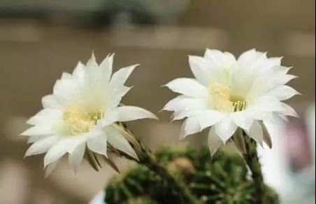 文殊师利宝藏陀罗尼经
