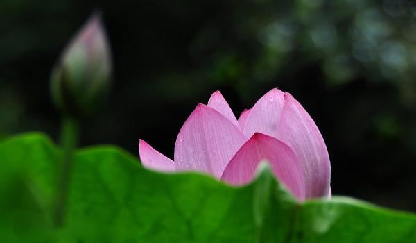 大唐故三藏玄奘法师行状