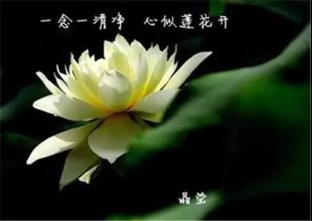 两卷无量寿经宗要