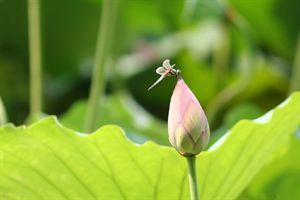 佛说庄严菩提心经