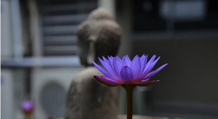 圣迦柅忿怒金刚童子菩萨成就仪轨经