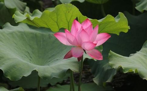 嘉兴藏第29册No.B242铁眉三巴掌禅师语录