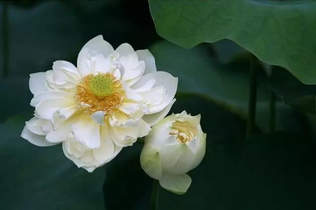 卍新纂续藏经第88册No.1655得依释序文缘起