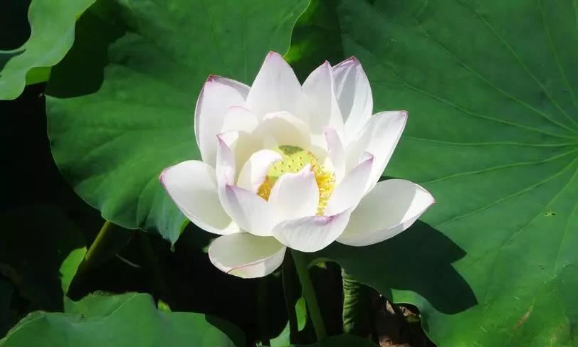 卍新纂续藏经第26册No.0515仁王经科疏科文