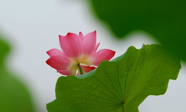 卍新纂续藏经第85册No.1588正源略集补遗